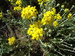eriophyllum confertiflorum